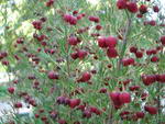 boronia